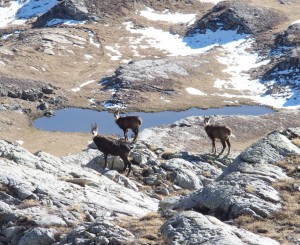 Chamois (05)  