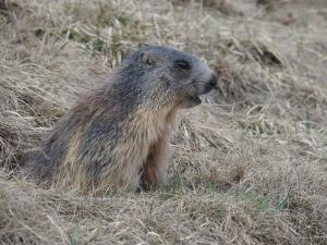 Marmotte